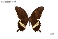 藏品(外國蝴蝶)的圖片